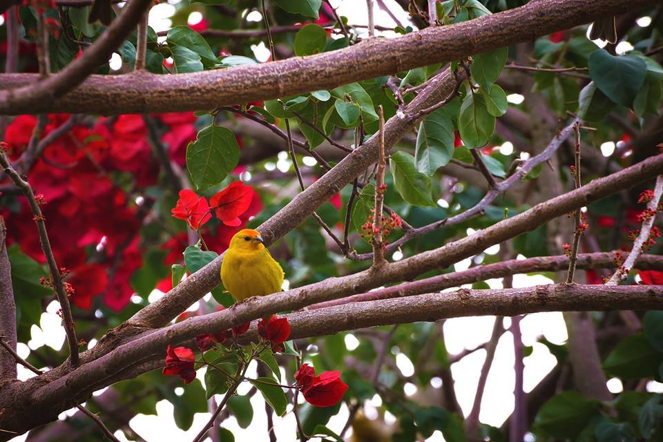 Ave Símbolo de Botucatu será conhecida na quinta-feira, 05