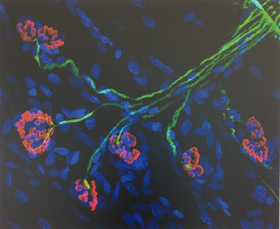 Imagem de pesquisa na Unesp de Botucatu integra exposição no Museu do Amanhã