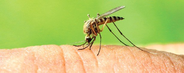 Secretaria de Saúde investiga dois casos de Leishmaniose Visceral Canina em Botucatu