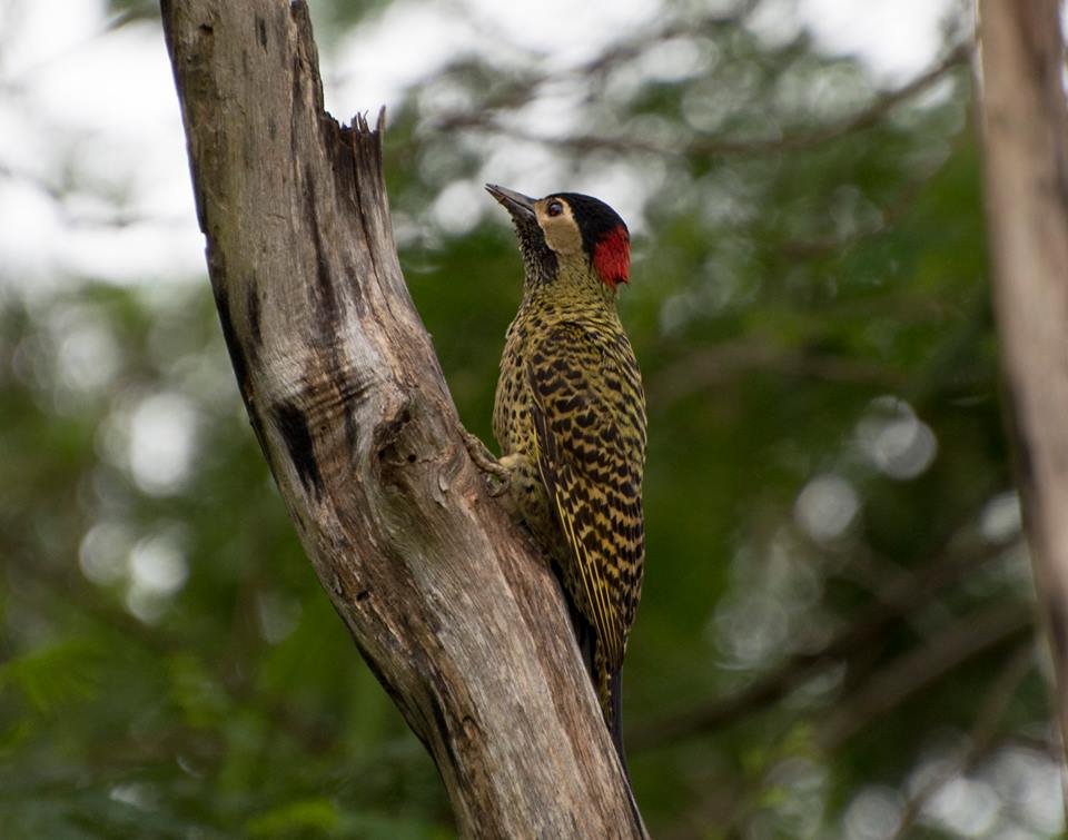 Parque Municipal receberá evento de observação de pássaros neste domingo (3)
