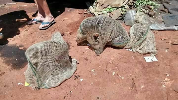 Cães são amarrados em sacos de batata e jogados em caçamba de lixo