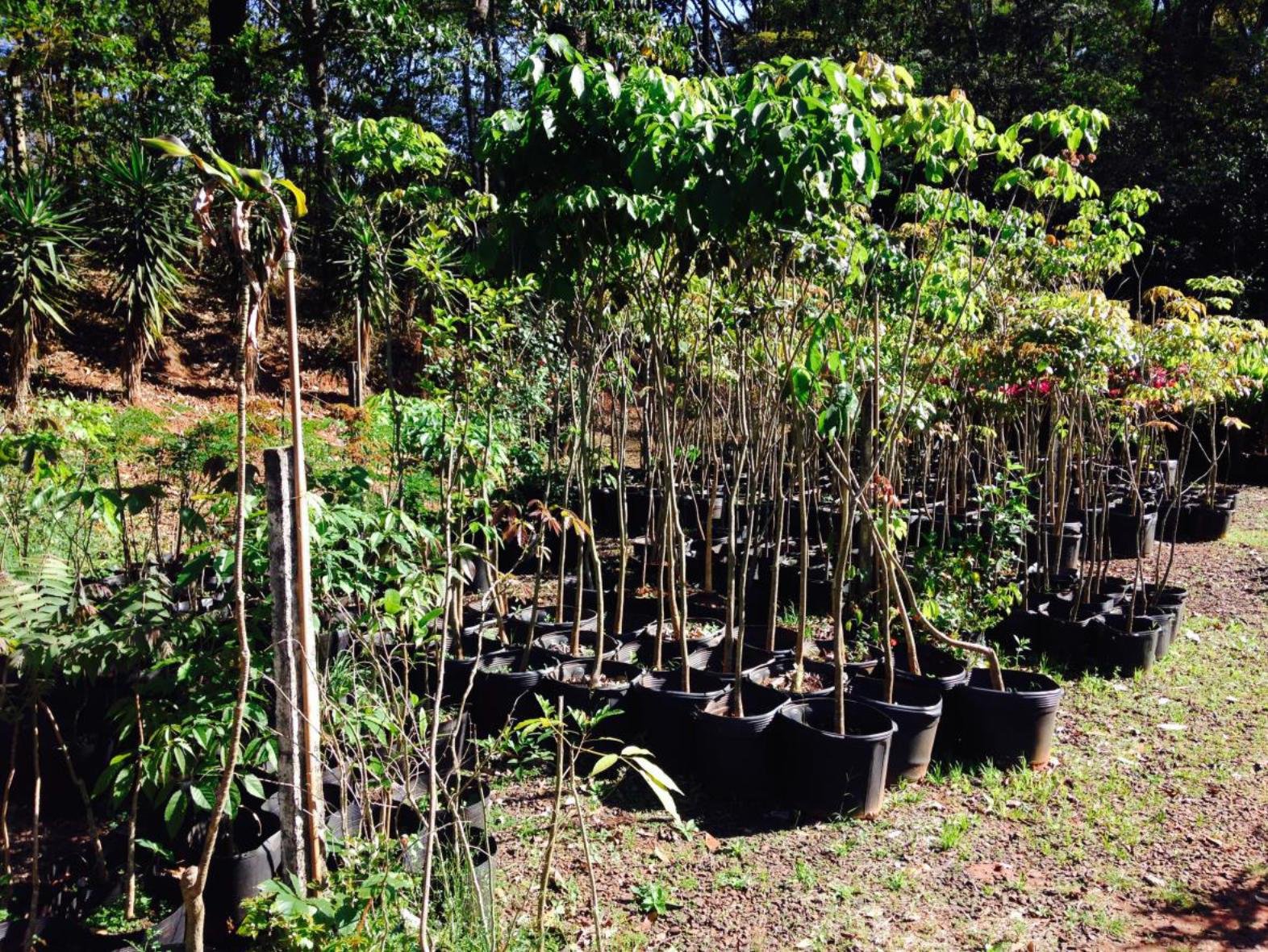 Setor de Arborização da Prefeitura tem novo endereço