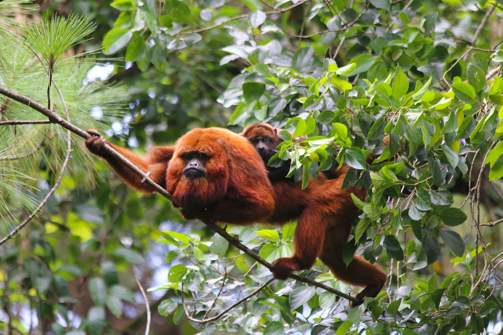 São Paulo registra 501 mortes de macacos por febre amarela