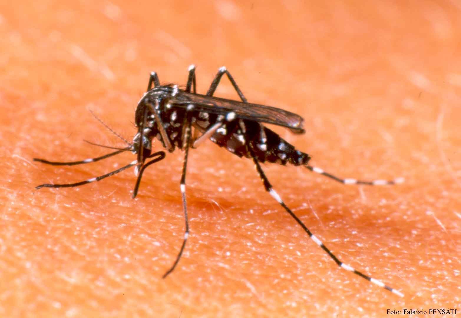 Governo de SP decreta emergência para epidemia de dengue