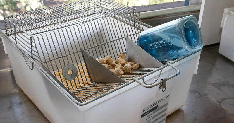 USP terá curso a distância sobre uso de animais de laboratório