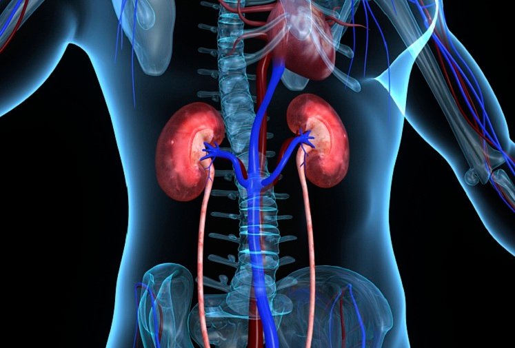 Workshop em Bauru reunirá especialistas para abordar saúde renal