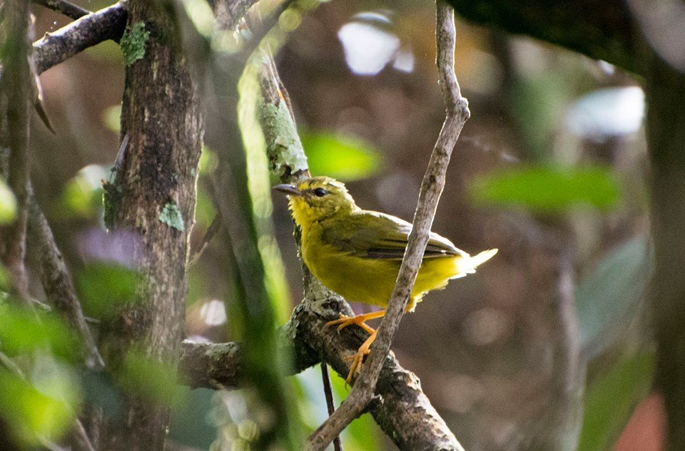 Parque Municipal recebe evento para observação de pássaros, neste domingo (4)