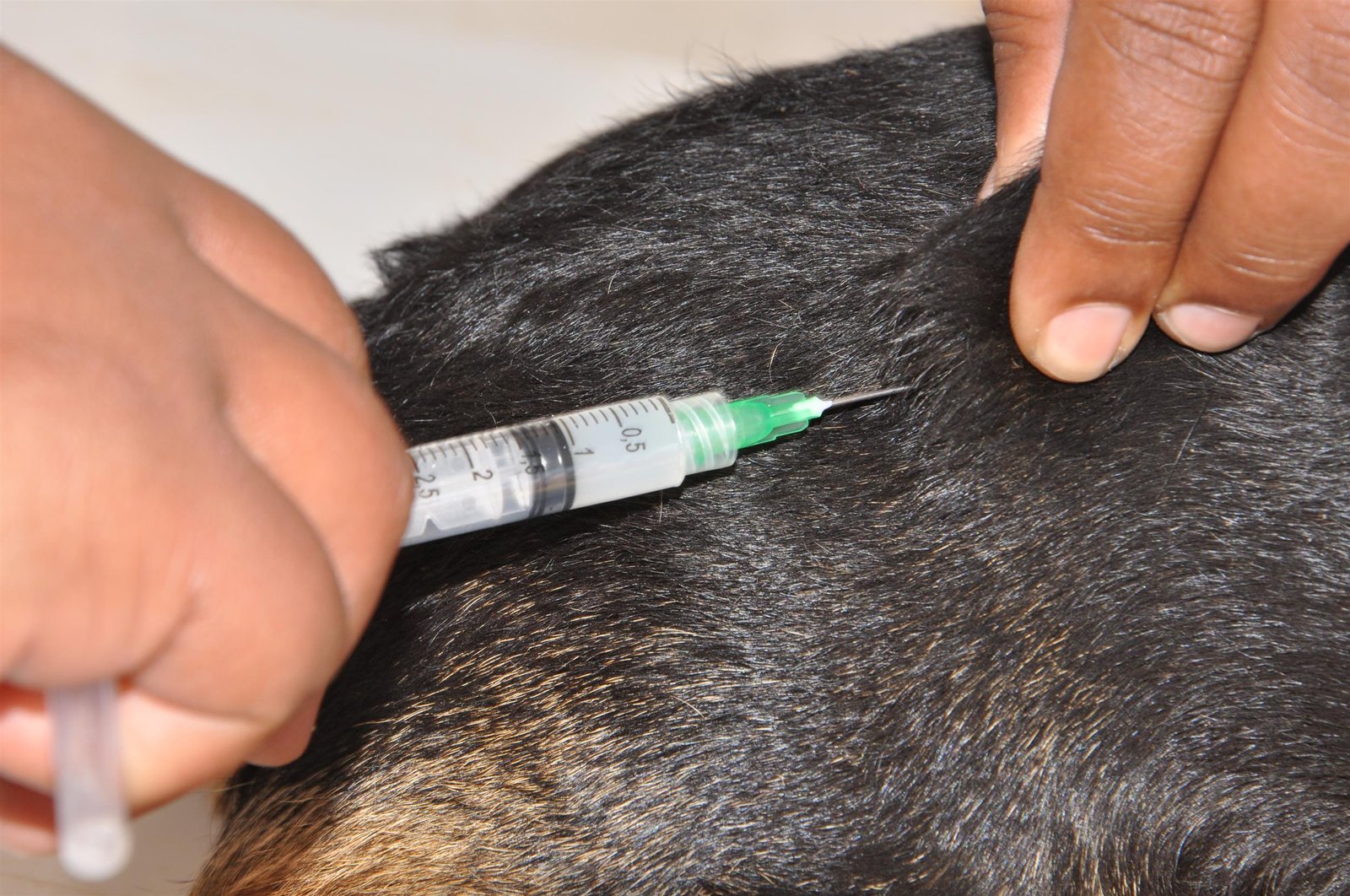 Avaré promoverá vacinação antirrábica na sexta-feira (5)