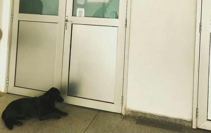 Cachorra espera ‘dono’ por mais de 18 horas em frente ao PS do Hospital das Clínicas