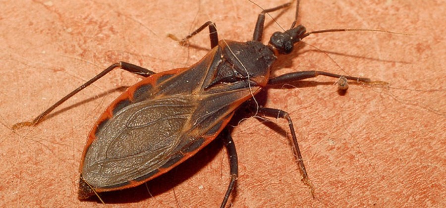 Profissionais de saúde sabem pouco sobre Doença de Chagas, diz estudo