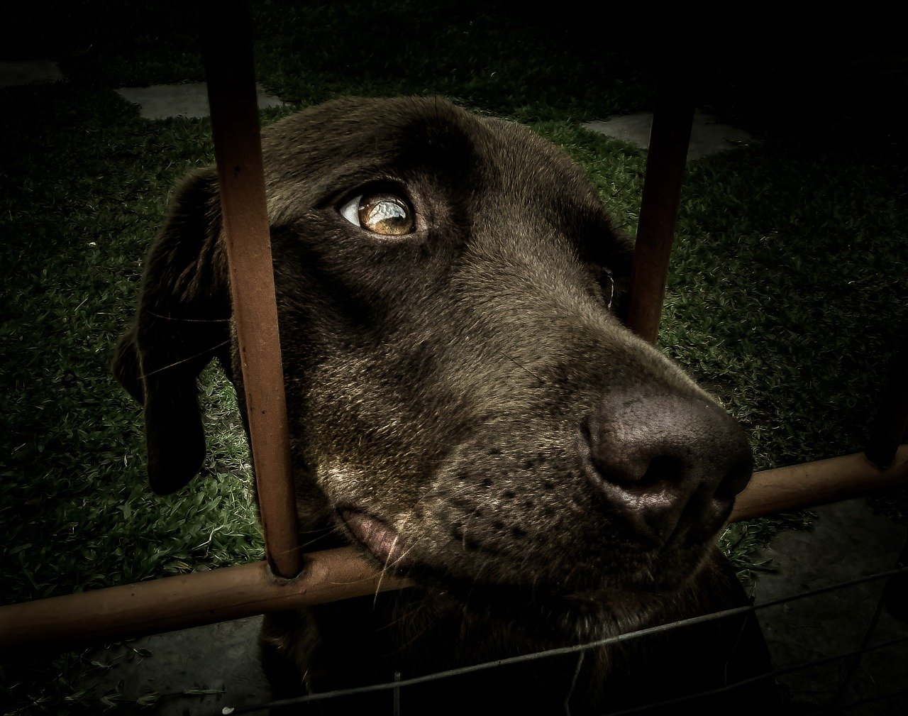 Projeto da Unesp de Botucatu avalia dor e qualidade de vida em animais