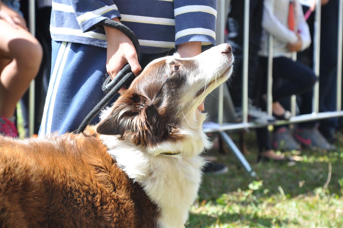 Botucatu terá mais uma edição do evento Cãopanheiro neste domingo (9)