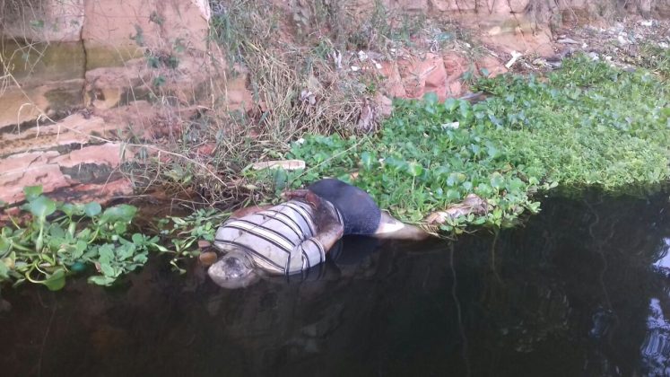 Corpo de homem é encontrado amarrado às margens do Rio Tietê