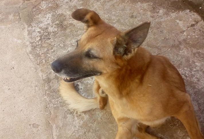 Botucatu: cachorra é esfaqueada em casa na Vila dos Médicos