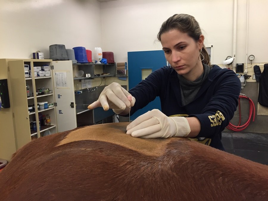 Estudo da FMVZ/ Unesp aborda aplicação das células-tronco em equinos com doenças neurológicas