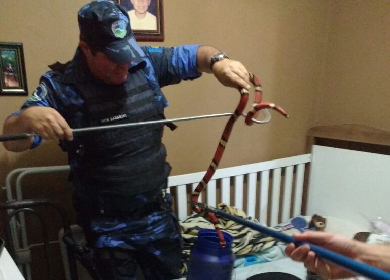 Homem ameaça mulher e filho com cascavel e falsa-coral na Cohab 6