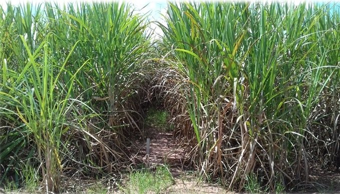 Pesquisa da Unesp de Botucatu analisa uso de pedra basalto como fertilizante na cana-de-açúcar