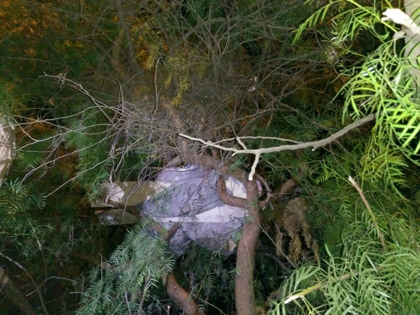 Morador de rua é resgatado dormindo em cima de árvore em Botucatu