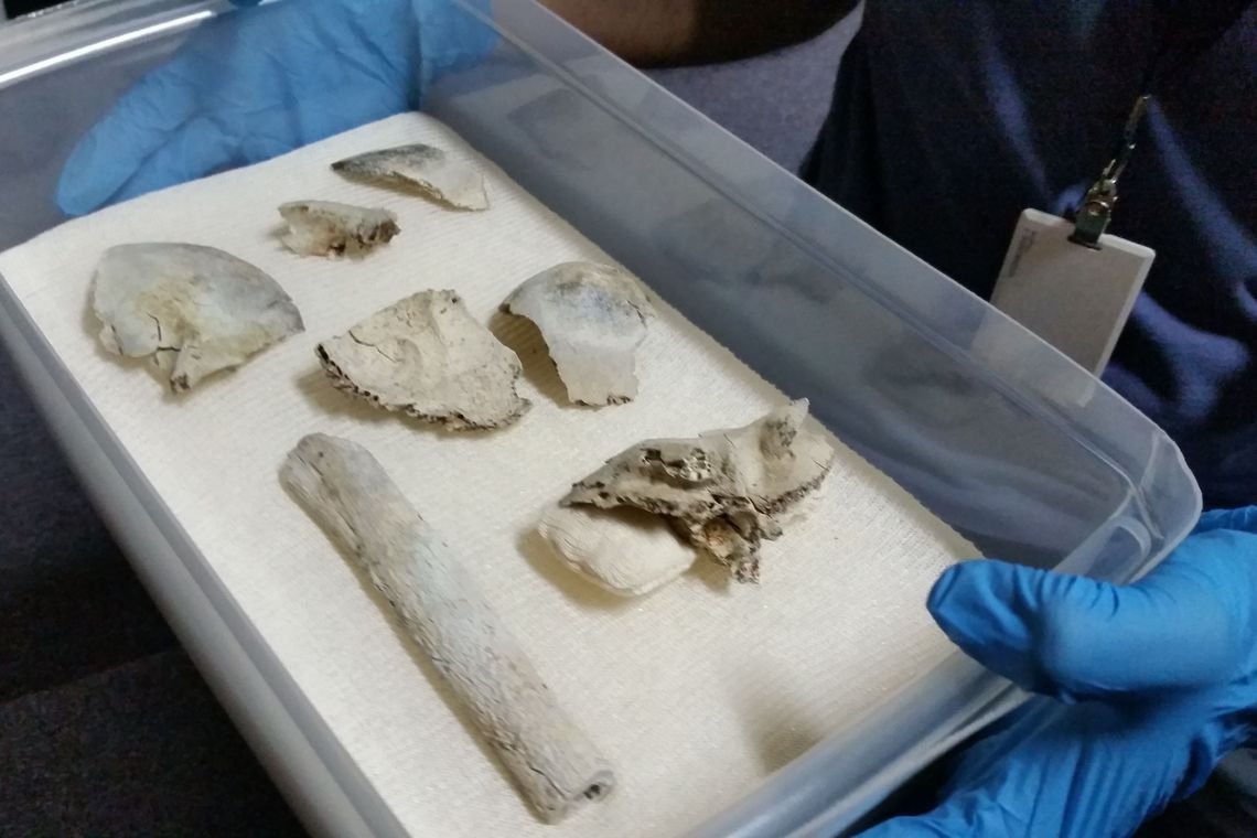Fragmentos do crânio de Luzia são encontrados no Museu Nacional