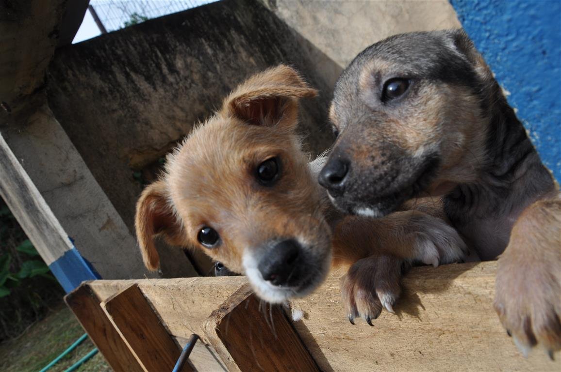 Nova licitação vai contratar mais 3 mil castrações animais