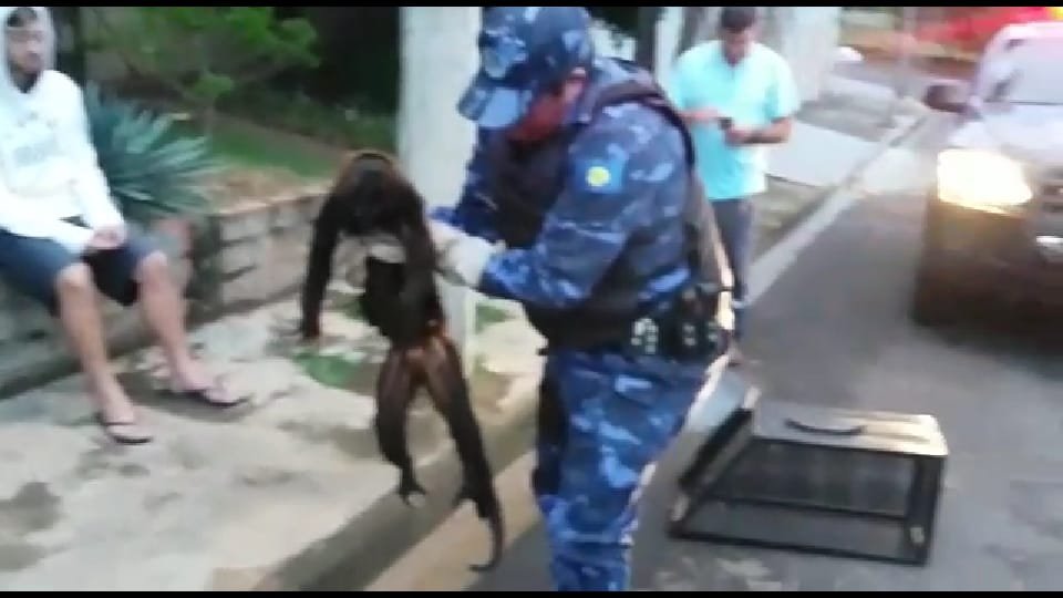 Macaco Bugio é encontrado no Parque dos Pinheiros