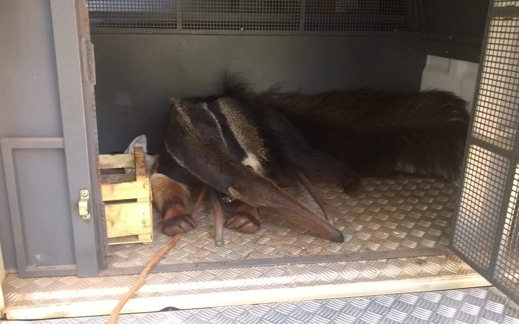 Tamanduá bandeira é resgatado nas proximidades do Cachoeirinha