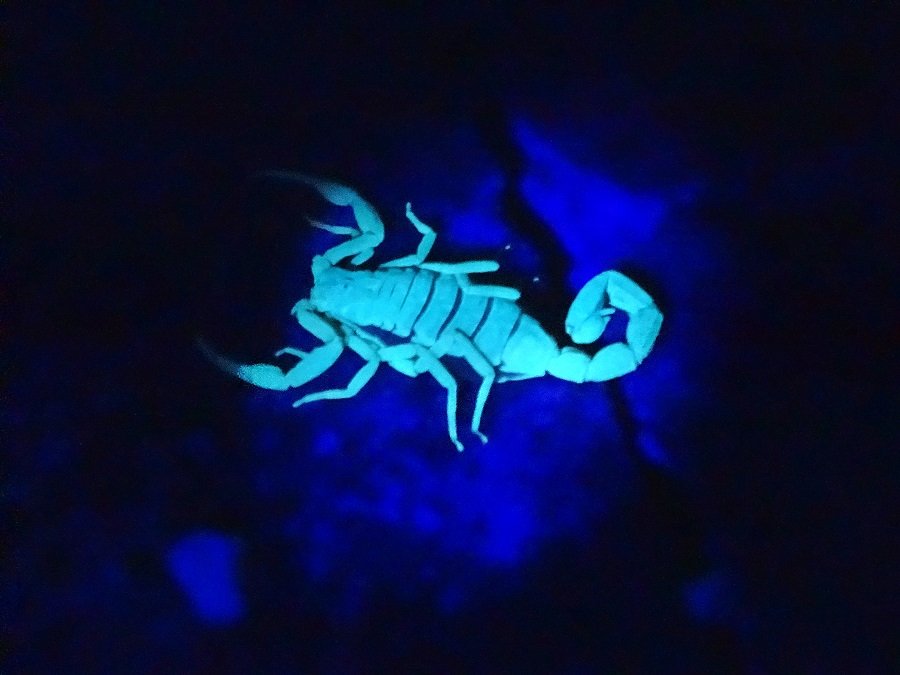 Vigilância Ambiental em Saúde realiza busca ativa de escorpiões no período noturno