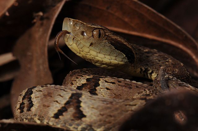 Projeto da Unesp quer desenvolver kit para acidentes com cobras