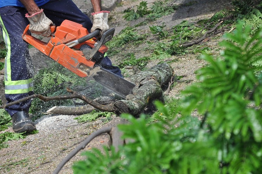 Zeladoria fará mega operação de poda de árvores no Centro
