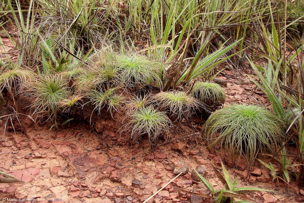 Planta do Cerrado floresce apenas um dia depois de queimada