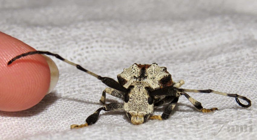 Unesp de Botucatu estuda casos inéditos de besouro venenoso