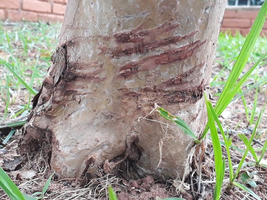 Por que as mudas de árvores estão morrendo em Botucatu?