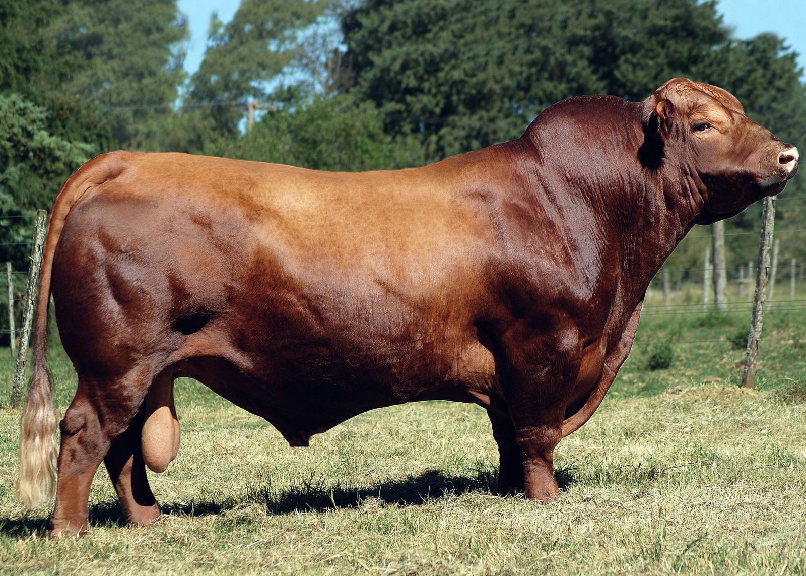 Itatinga receberá circuito Touro Angus Registrado