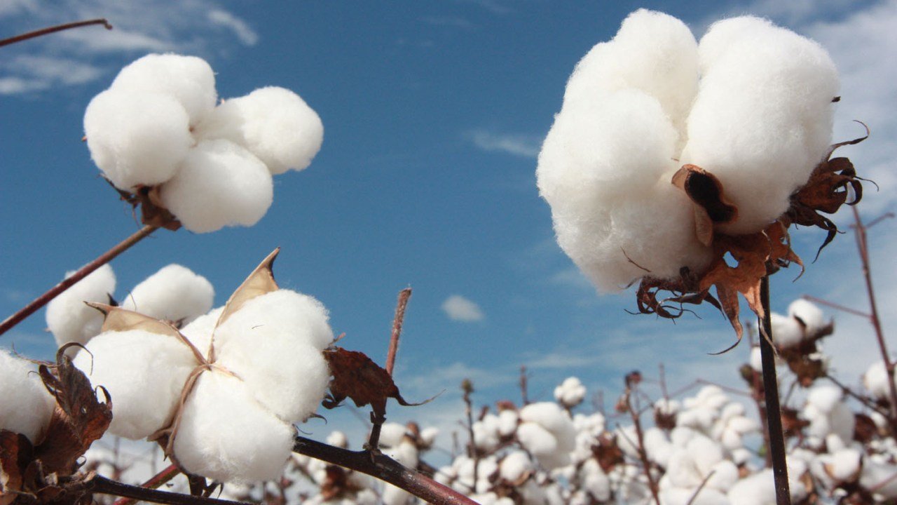 Pesquisa sobre produção de algodão da Unesp Botucatu recebe destaque internacional