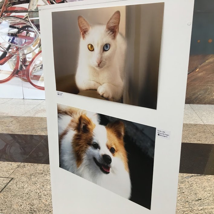 Shopping recebe exposição temática sobre animais domésticos