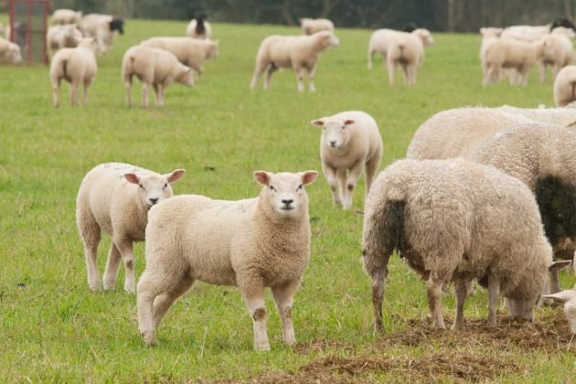 Parceria entre Unesp e startup busca revitalizar ovinocultura em Botucatu