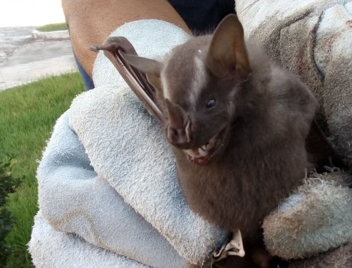 Vigilância Ambiental em Saúde confirma segundo caso positivo de raiva em morcego