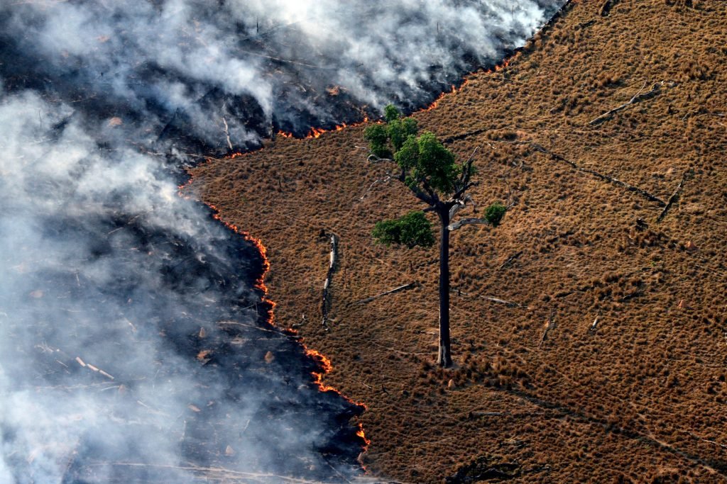 Existe razão no ativismo ambiental?
