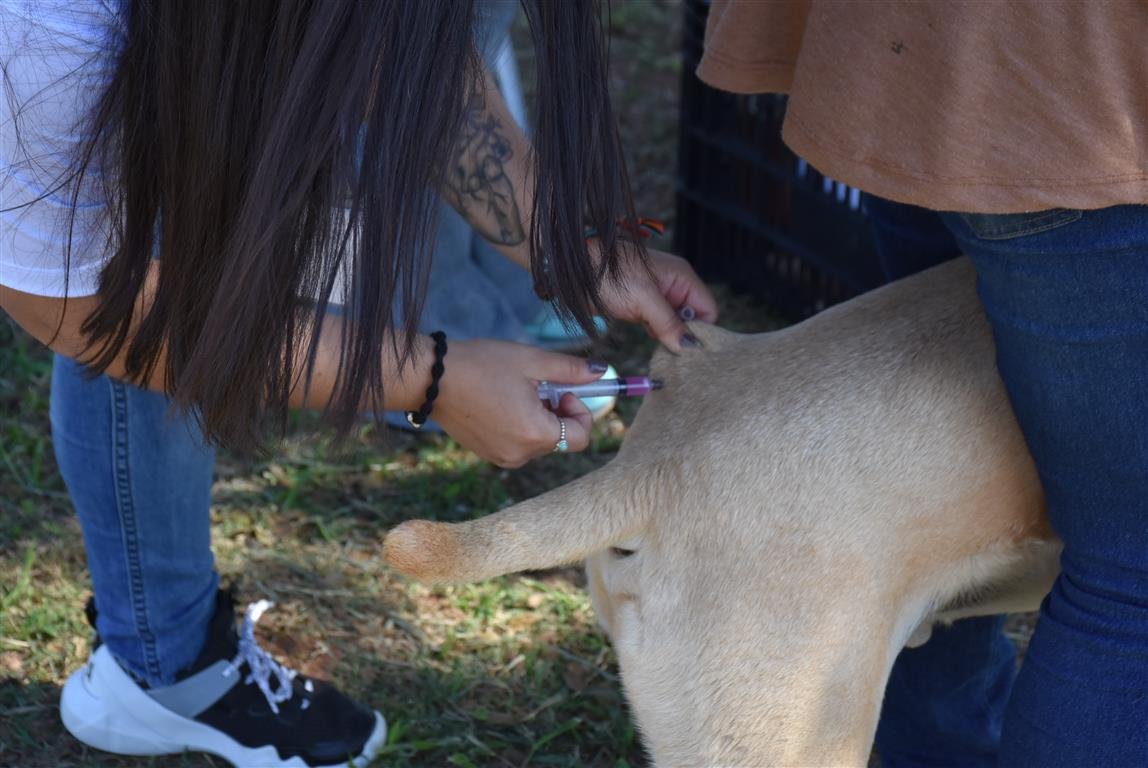 Vacinação Antirrábica será na região Leste nesta terça-feira, 10