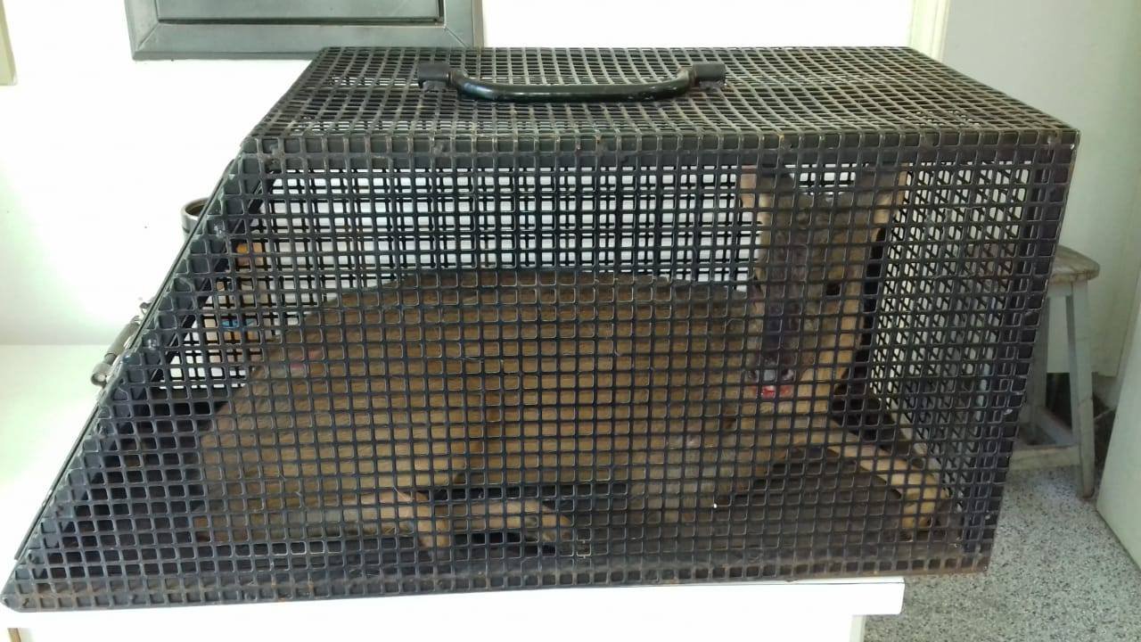 Guarda Civil Municipal encontra veado catingueiro no Jardim Peabiru