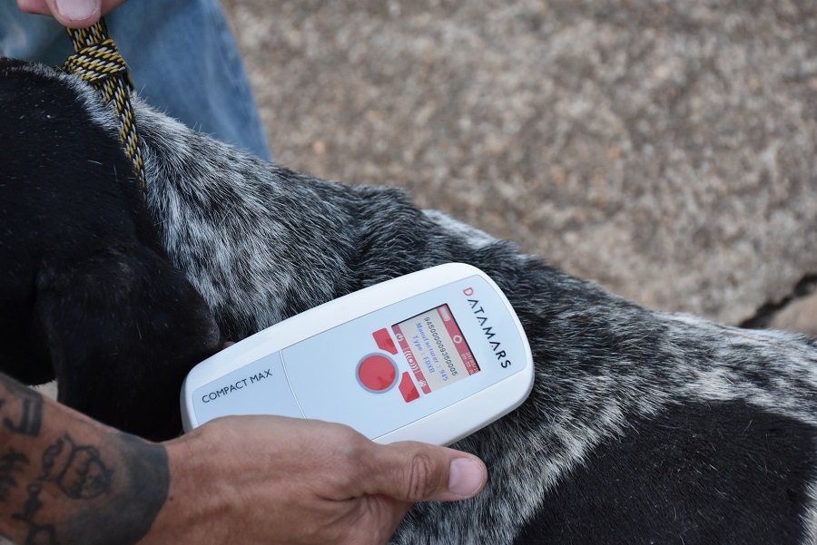 Canil municipal será reformado e Prefeitura comprará microchips de identificação