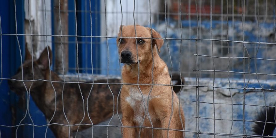 Cadastro para castração de cães e gatos pode ser feito nos postos de saúde