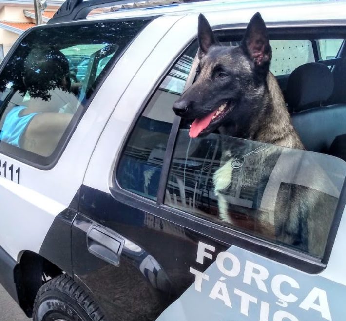 Polícia Militar realizará demonstrações com cães da Corporação neste sábado (21)