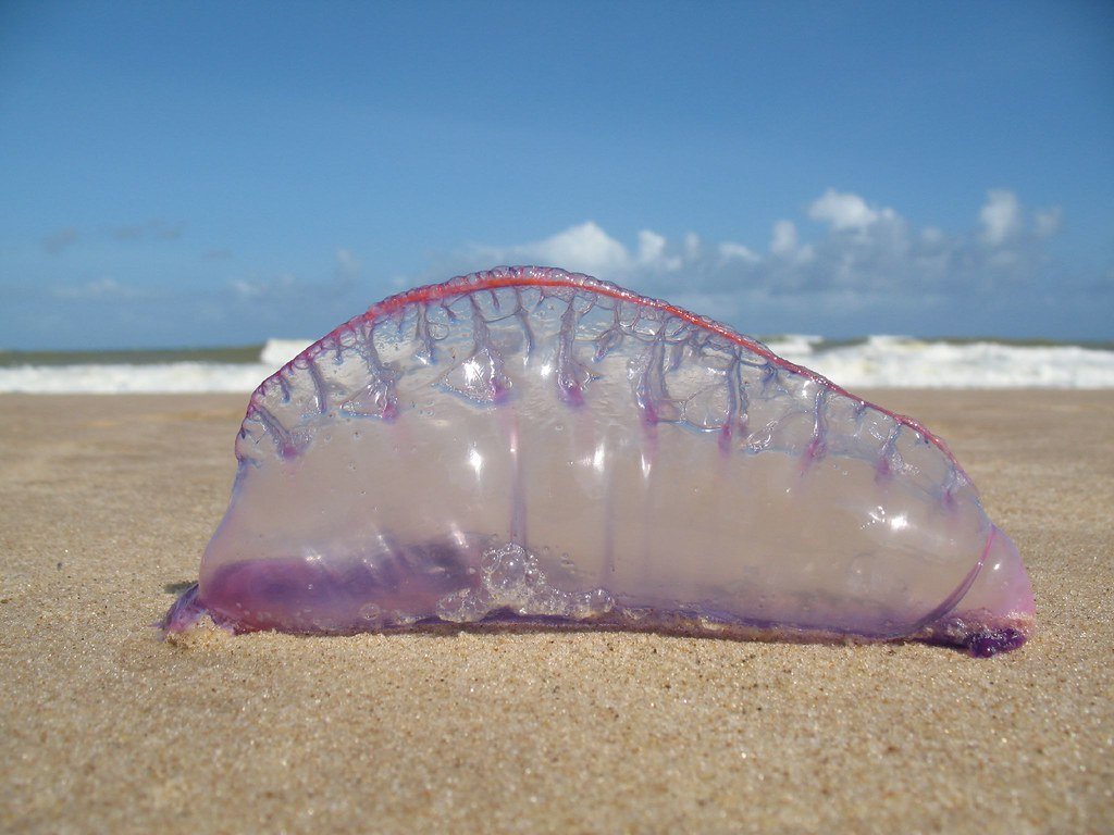 Caravelas nas praias brasileiras – verão 2019/2020