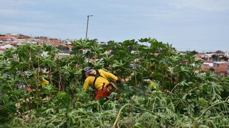 Prefeitura de Botucatu intensificará fiscalização e multas em terrenos baldios