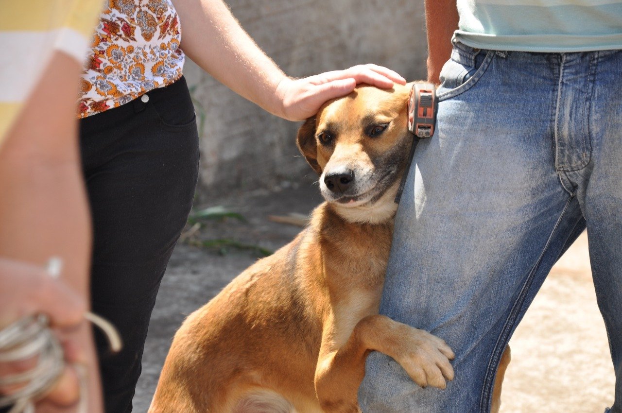 Prefeitura realizou quase 2,5 mil castrações de cães e gatos em 2019