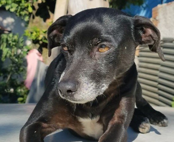 Botucatu: cachorro é morto com tiro na cabeça