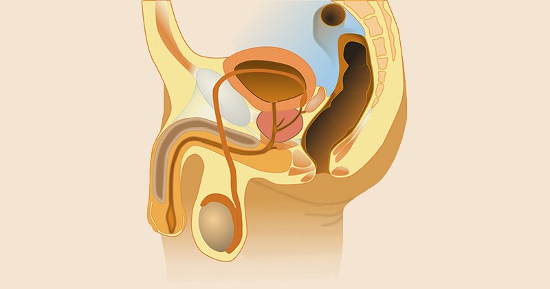 Após novo coronavírus ser achado em testículo, estudo vai verificar presença no sêmen