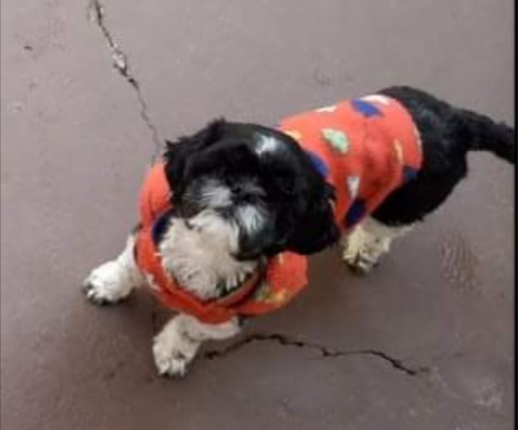 Família busca por cachorra desaparecida no Jardim Flamboyant
