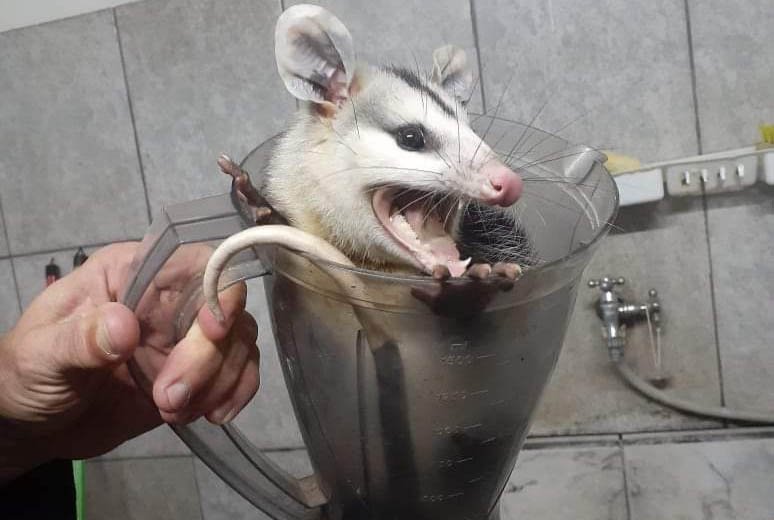 Botucatu: gambá é resgatado após ficar preso em copo de liquidificador